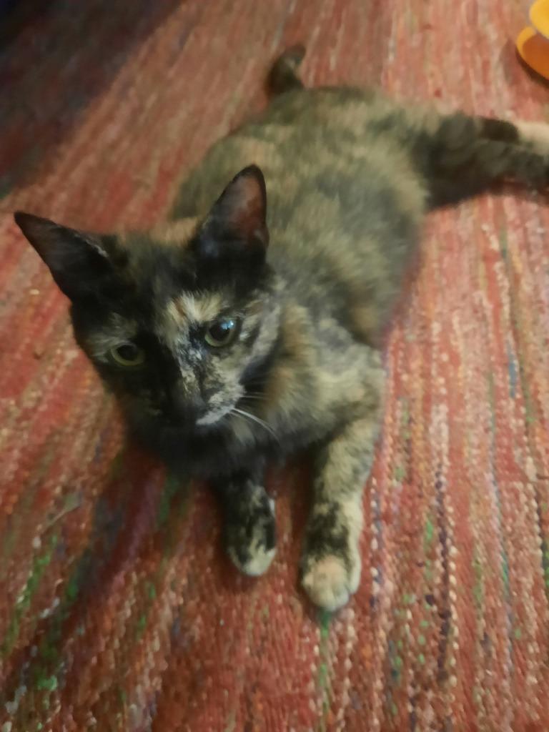 Enlarge Dulce, a Adoptable mixed breed in Hamilton, OH image 2/2