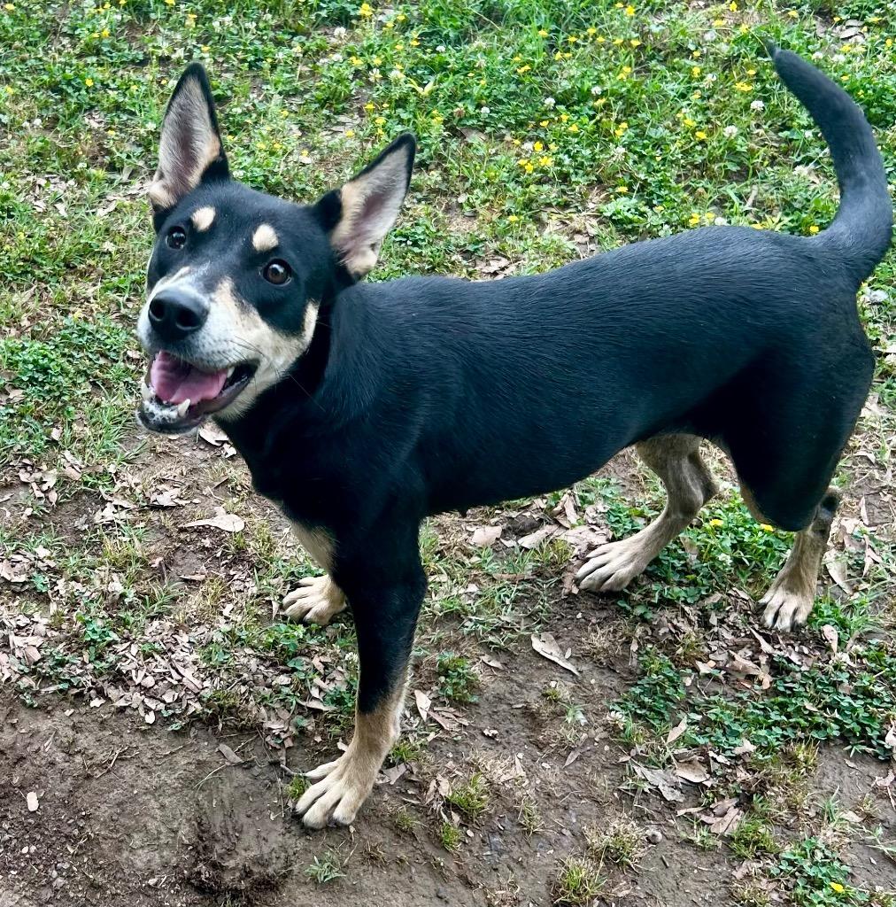 Charlotte, a Adoptable mixed breed in Little Rock, AR image 1/3