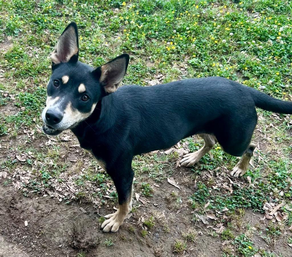 Charlotte, a Adoptable mixed breed in Little Rock, AR image 2/3