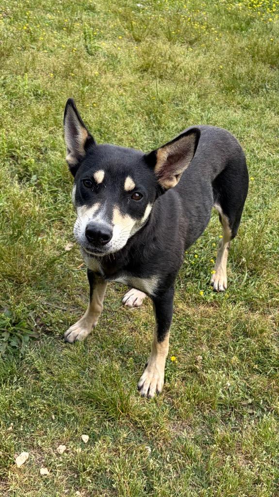 Charlotte, a Adoptable mixed breed in Little Rock, AR image 3/3