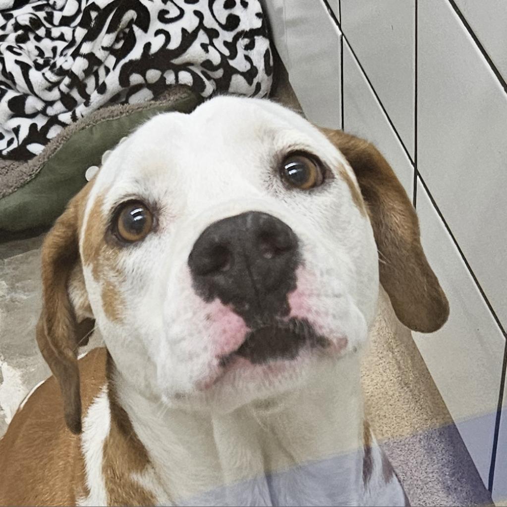 Boone, a Adoptable mixed breed in Zanesville, OH image 1/3