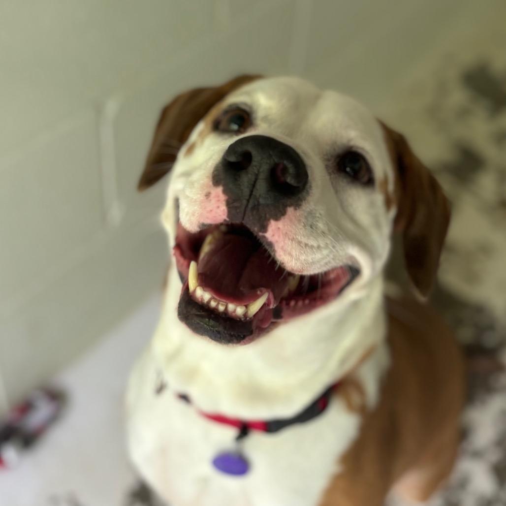 Boone, a Adoptable mixed breed in Zanesville, OH image 3/3