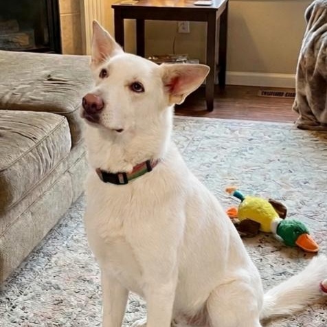 Enlarge **HONEY**, a Adopted Shepherd in North Prairie, WI image 3/3