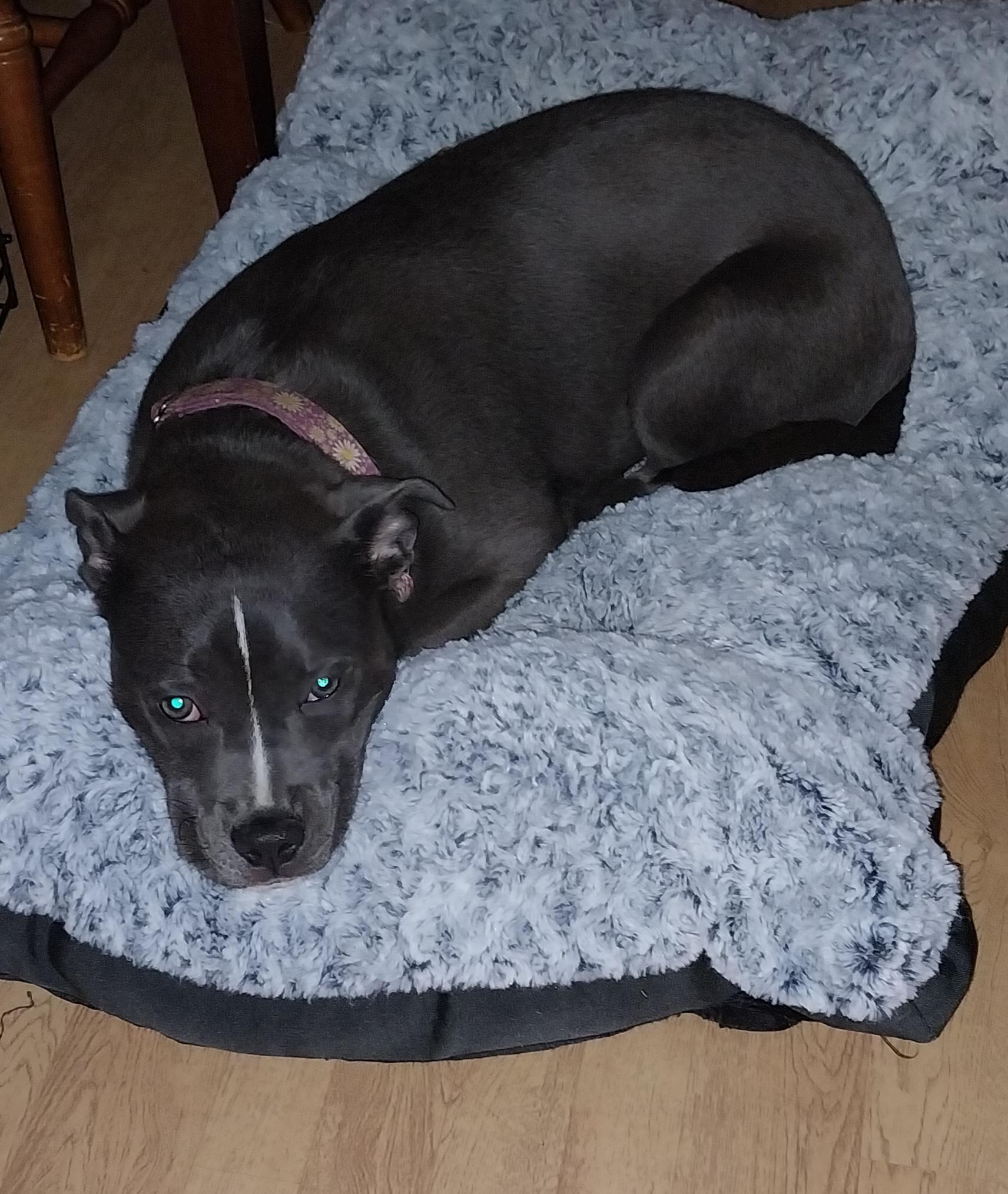 Grace, Young Female American Staffordshire Terrier