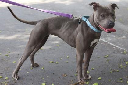 Enlarge Lucy, a Adoptable Mixed Breed in Walla Walla, WA image 1/3