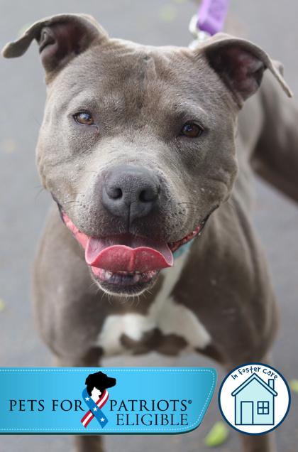 Enlarge Lucy, a Adoptable Mixed Breed in Walla Walla, WA image 3/3