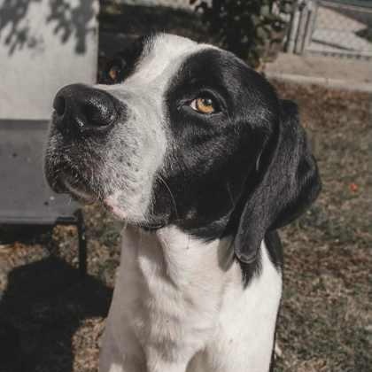 Enlarge Sterling, an adoptable mixed breed in The Colony, TX image 4/6