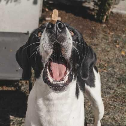 Enlarge Sterling, an adoptable mixed breed in The Colony, TX image 5/6
