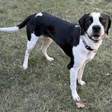 Enlarge Sterling, an adoptable mixed breed in The Colony, TX image 2/6