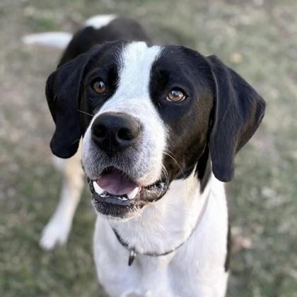 Enlarge Sterling, an adoptable mixed breed in The Colony, TX image 1/6