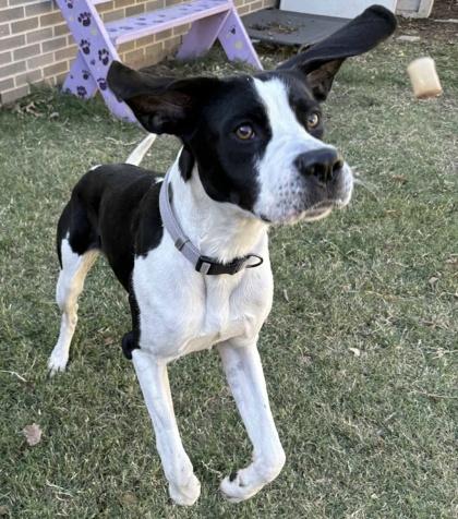 Enlarge Sterling, an adoptable mixed breed in The Colony, TX image 6/6