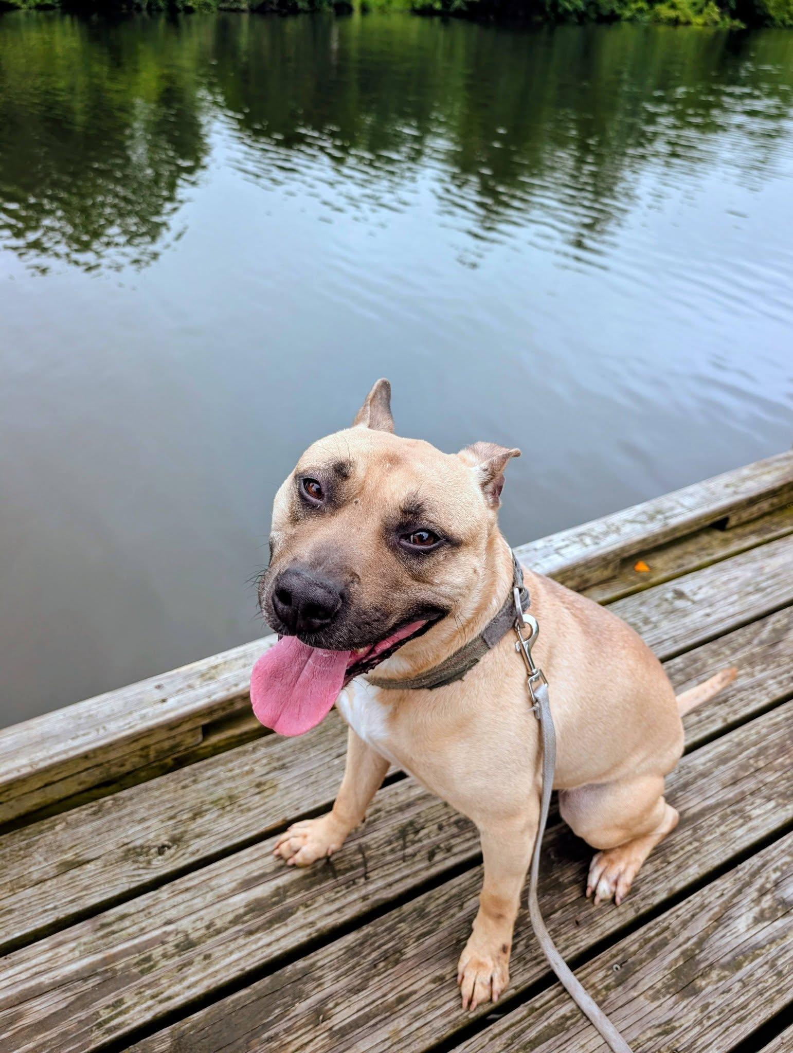 Homer, a ADOPTABLE mixed breed in Colonial Heights, VA image 5/6