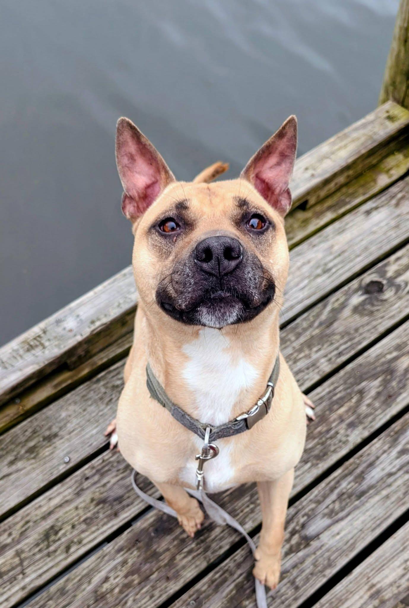 Homer, a ADOPTABLE mixed breed in Colonial Heights, VA image 4/6