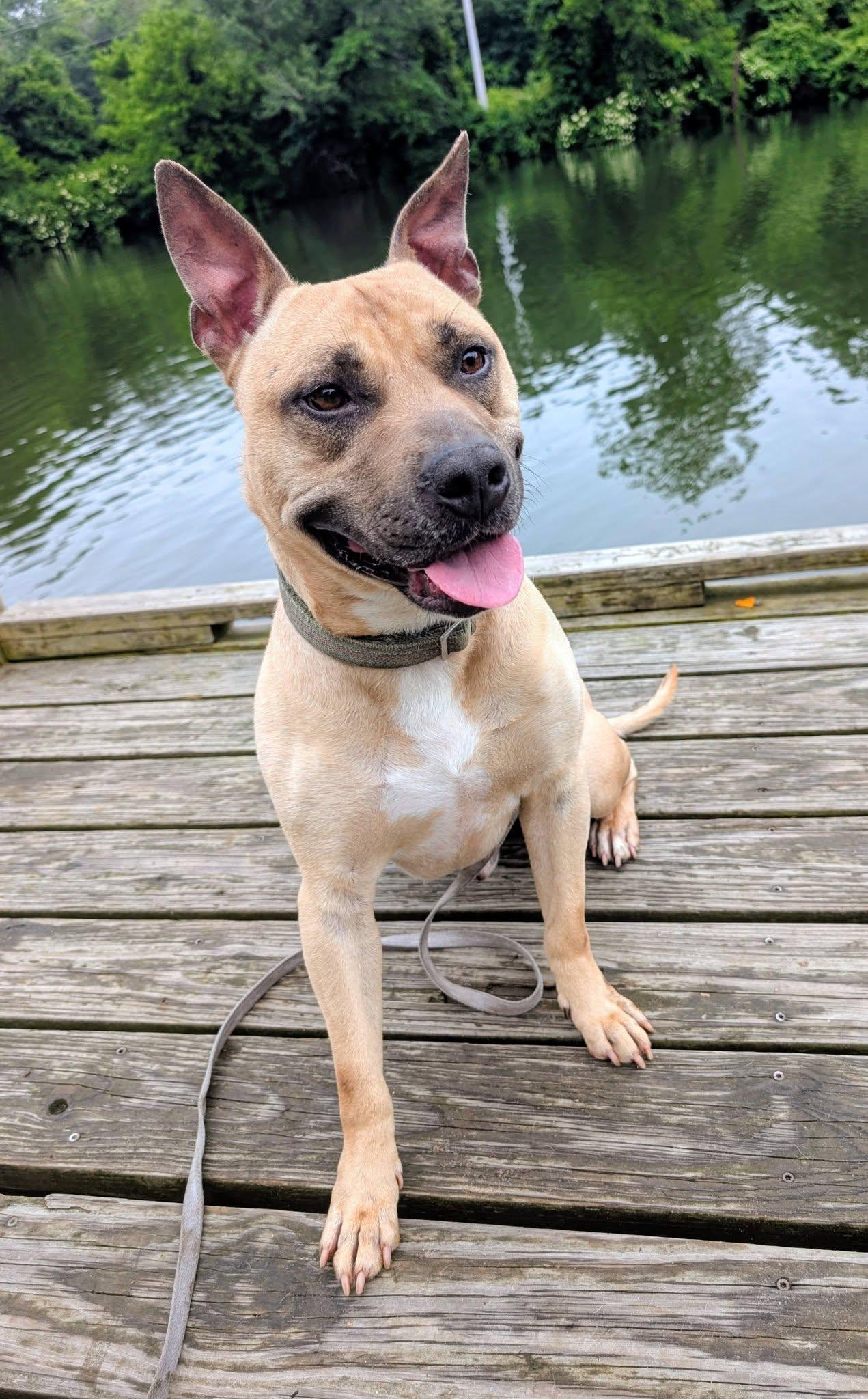 Homer, a ADOPTABLE mixed breed in Colonial Heights, VA image 1/6