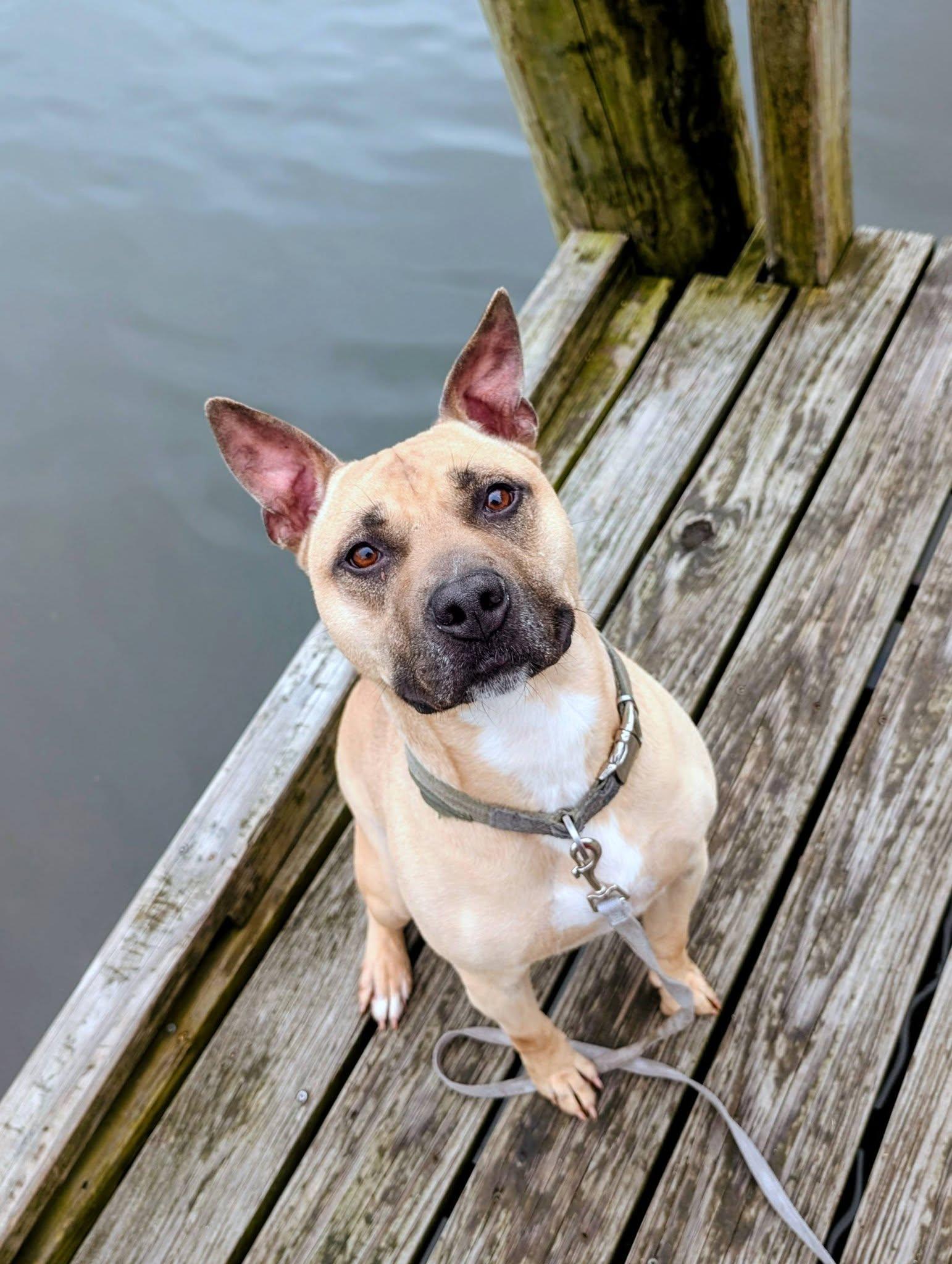 Homer, a ADOPTABLE mixed breed in Colonial Heights, VA image 3/6