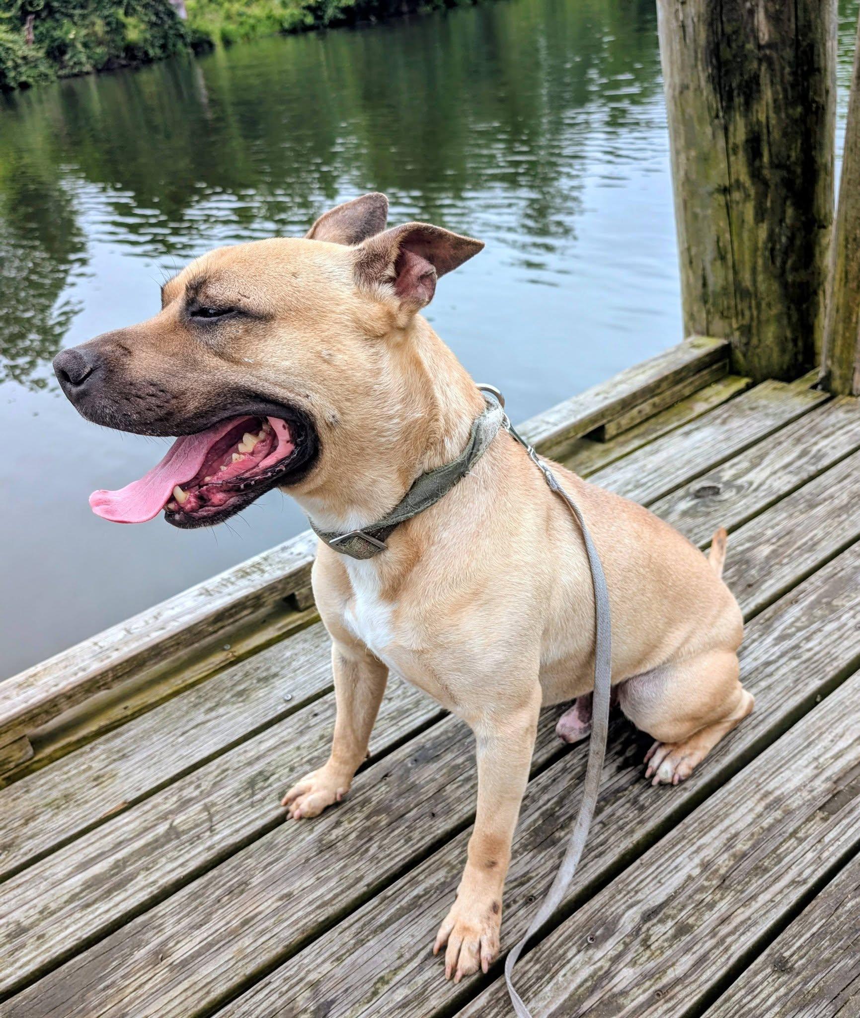 Homer, a ADOPTABLE mixed breed in Colonial Heights, VA image 2/6
