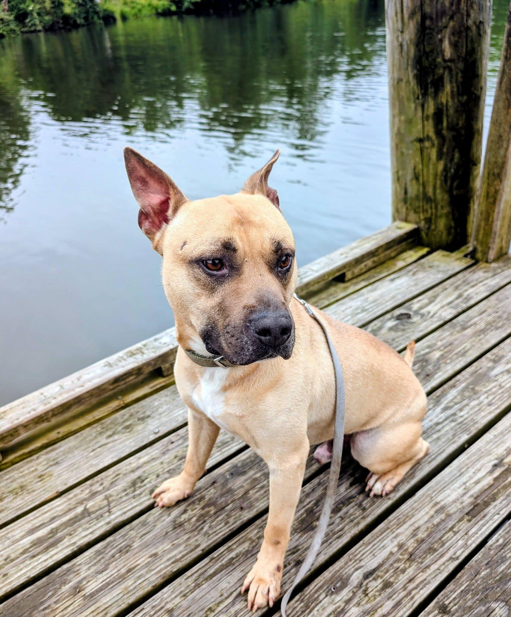 Homer, a ADOPTABLE mixed breed in Colonial Heights, VA image 6/6