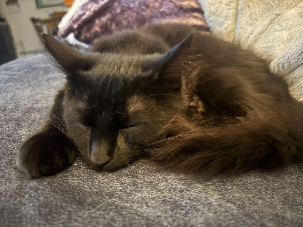 Rocky, Adoptable, Kitten Male Domestic Medium Hair.