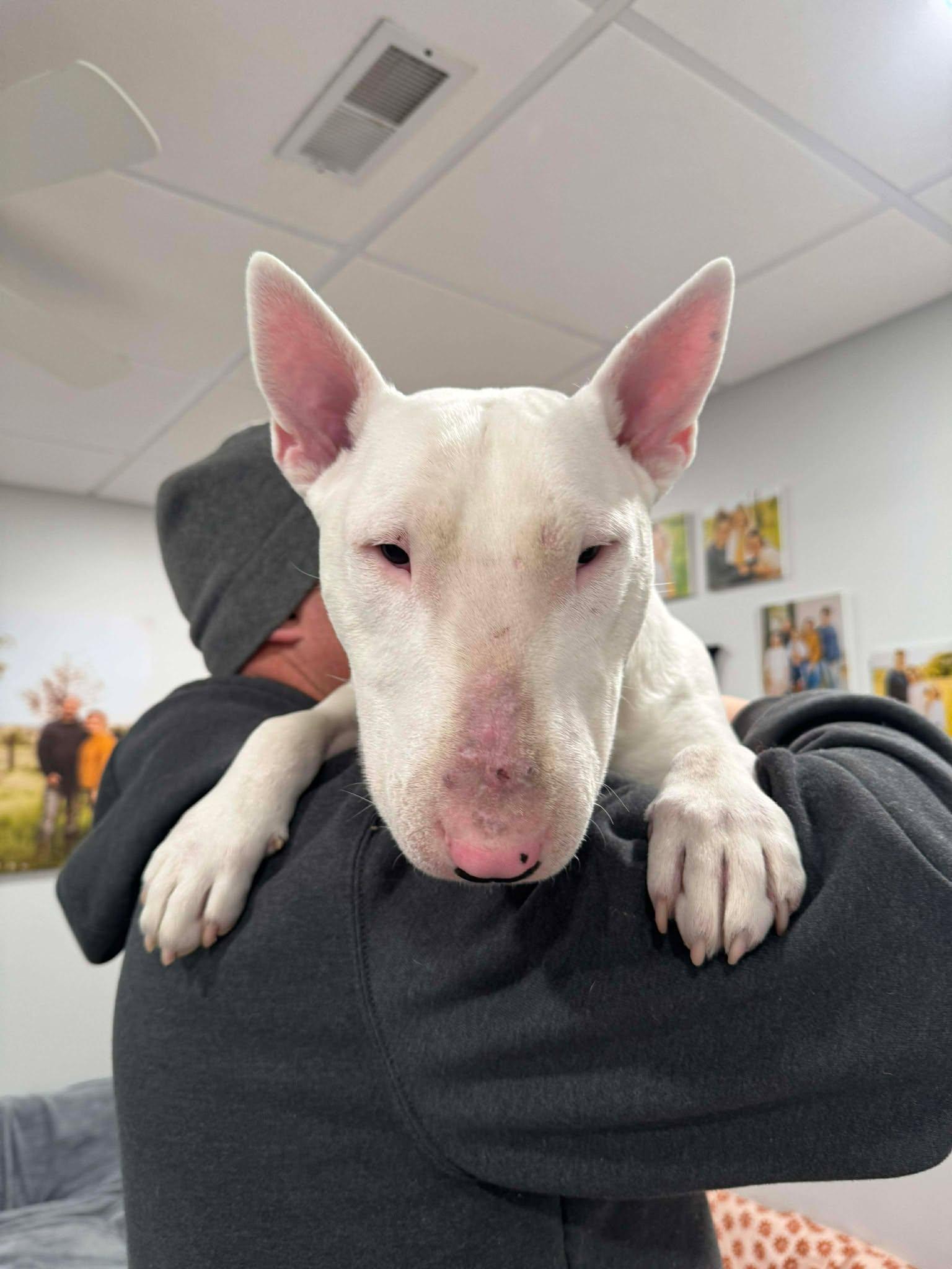 25-086 Jax, Adoptable, Adult Male Bull Terrier.