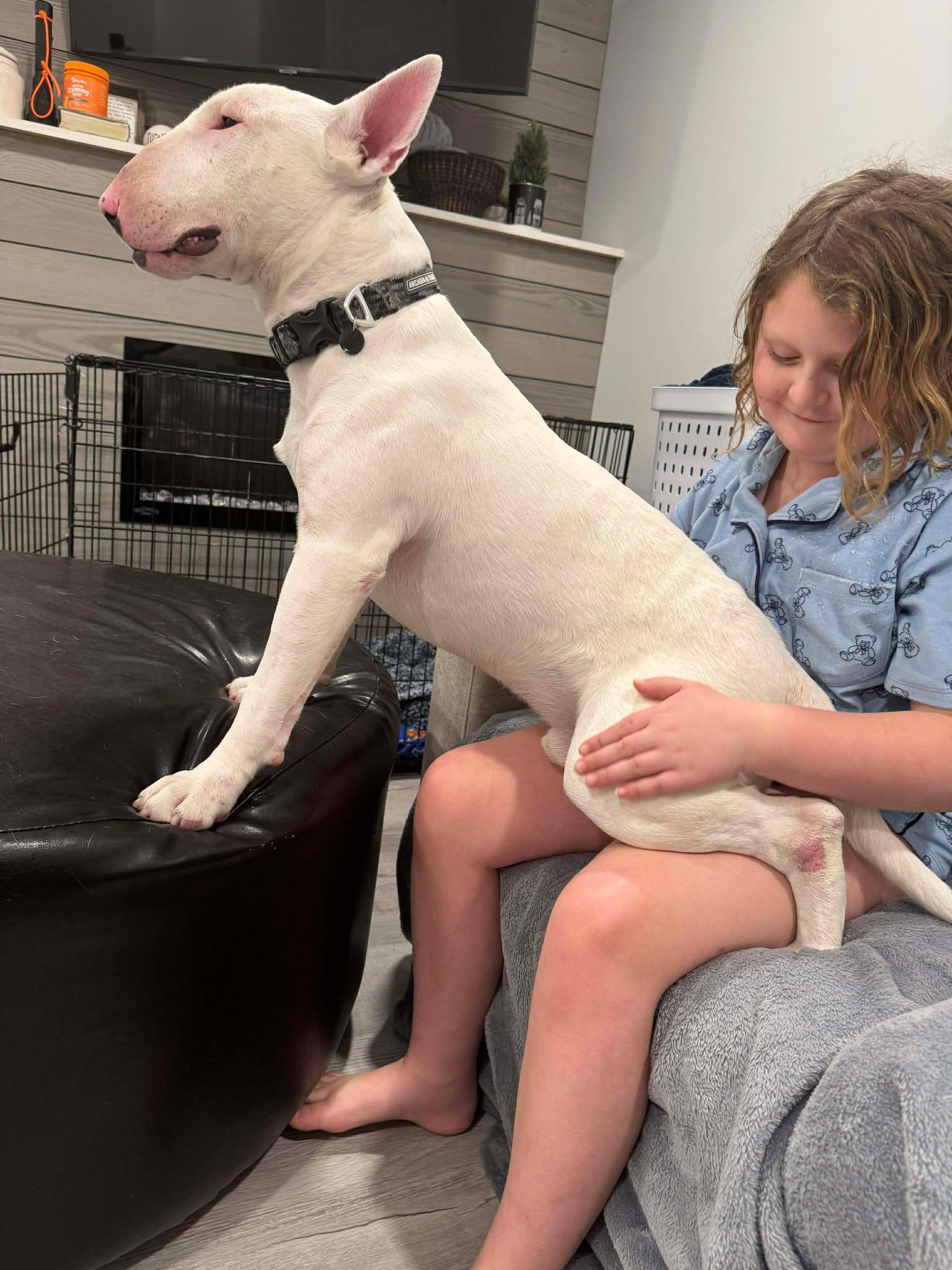 Enlarge 25-086 Jax, a Adoptable Bull Terrier in New York, NY image 2/6