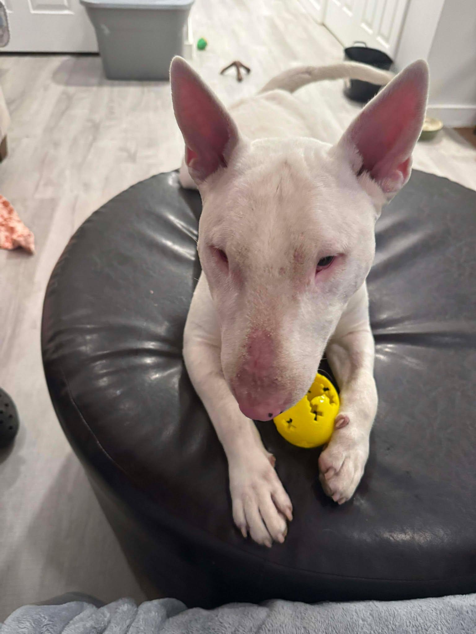 Enlarge 25-086 Jax, a Adoptable Bull Terrier in New York, NY image 3/6