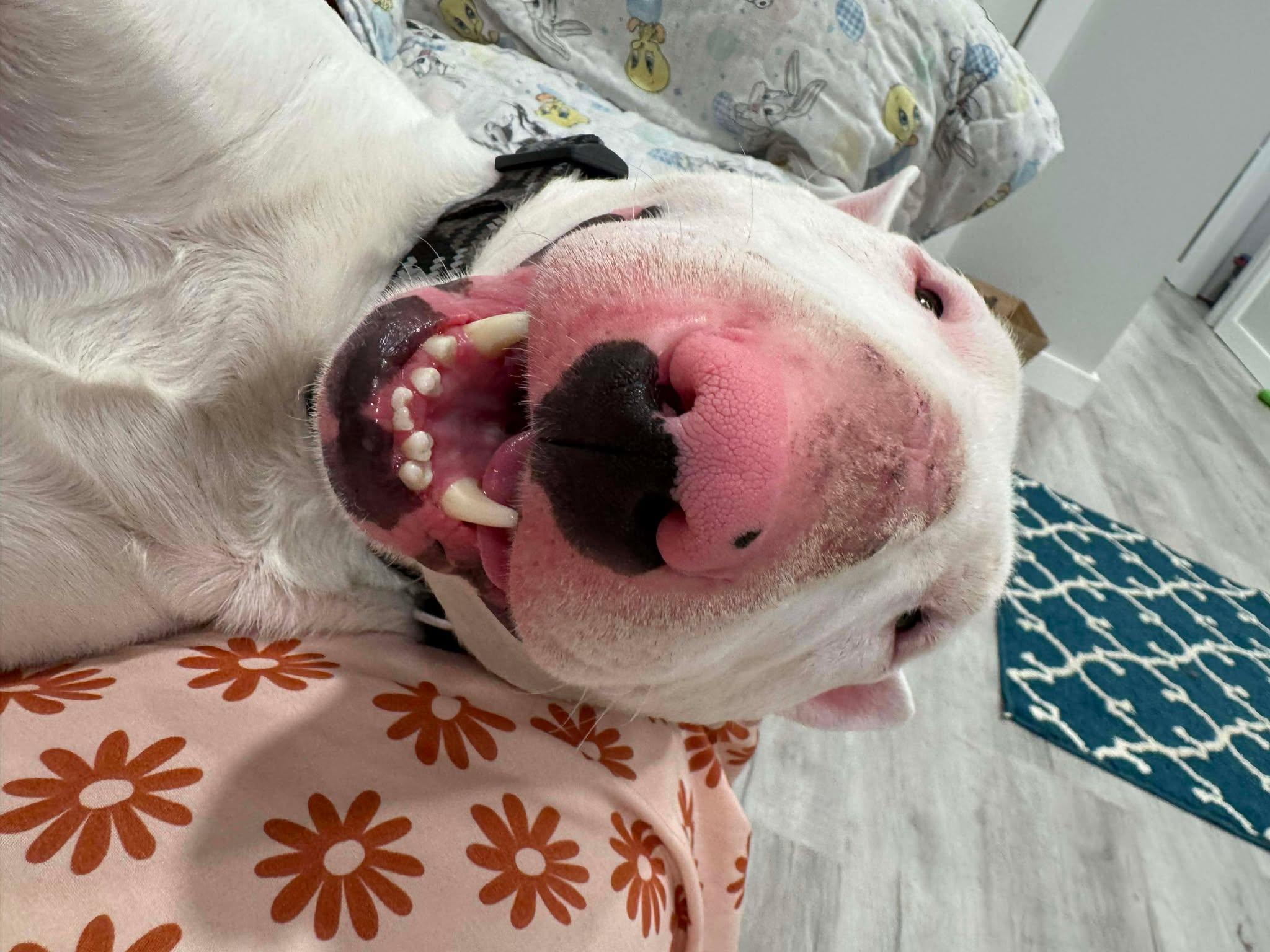 Enlarge 25-086 Jax, a Adoptable Bull Terrier in New York, NY image 4/6