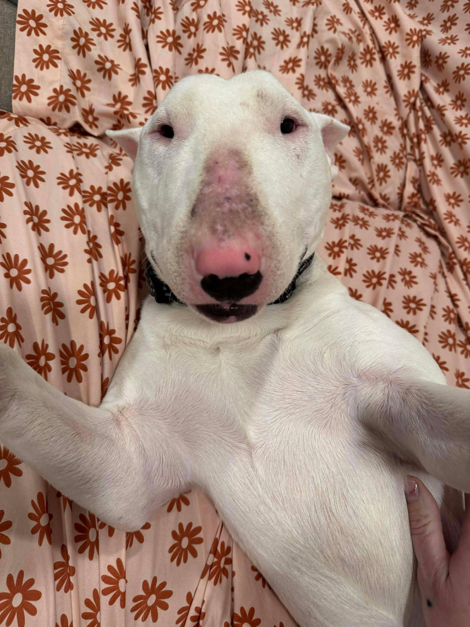 Enlarge 25-086 Jax, a Adoptable Bull Terrier in New York, NY image 6/6