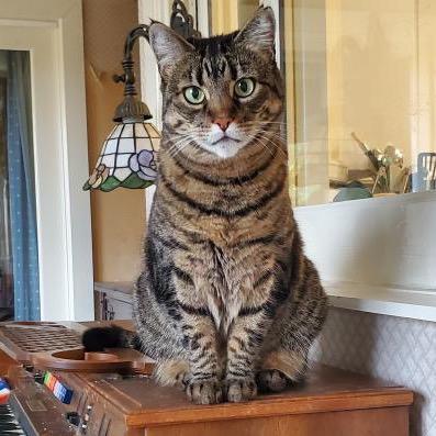 Enlarge Big Boy, a Adoptable Domestic Short Hair in Morgan Hill, CA image 3/3