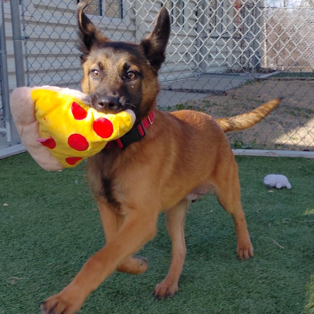 Bravo, Adoptable, Puppy Male Shepherd & Belgian Shepherd / Malinois.