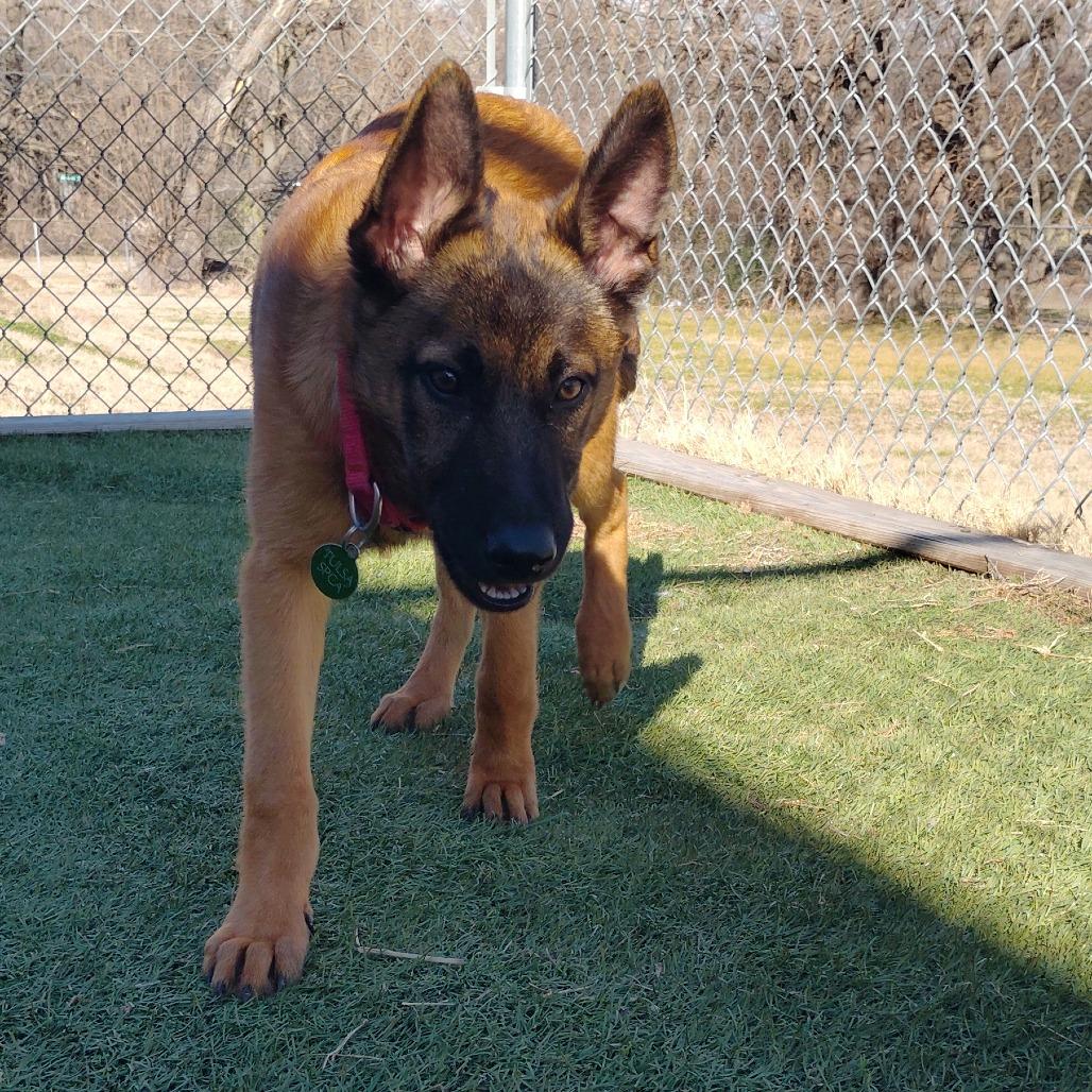 Enlarge Bravo, a Adoptable mixed breed in Tulsa, OK image 2/5