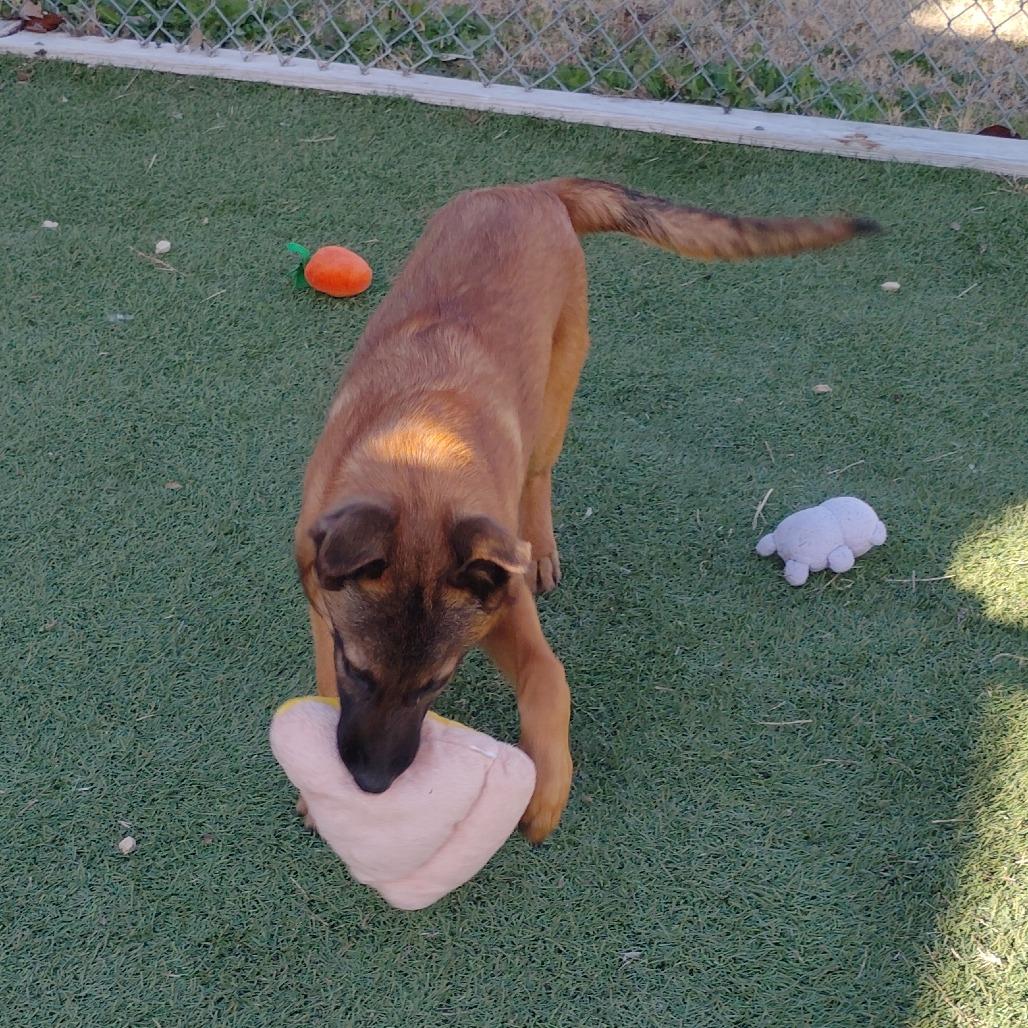 Enlarge Bravo, a Adoptable mixed breed in Tulsa, OK image 3/5