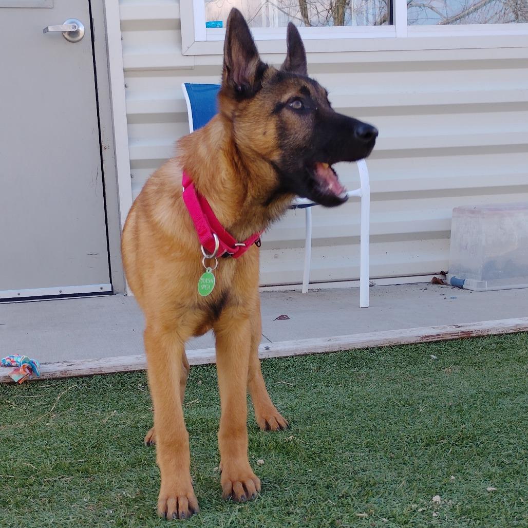 Enlarge Bravo, a Adoptable mixed breed in Tulsa, OK image 4/5