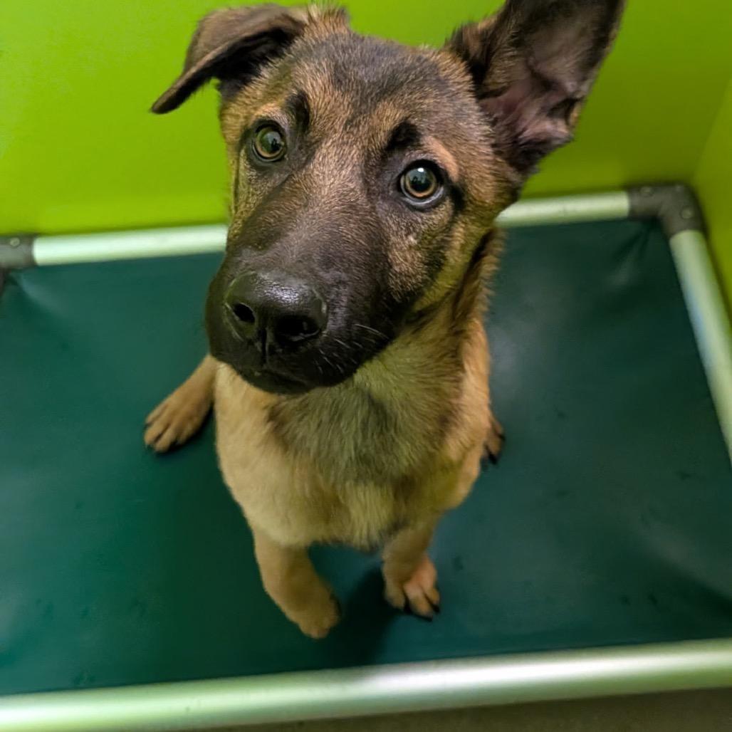 Enlarge Bravo, a Adoptable mixed breed in Tulsa, OK image 5/5