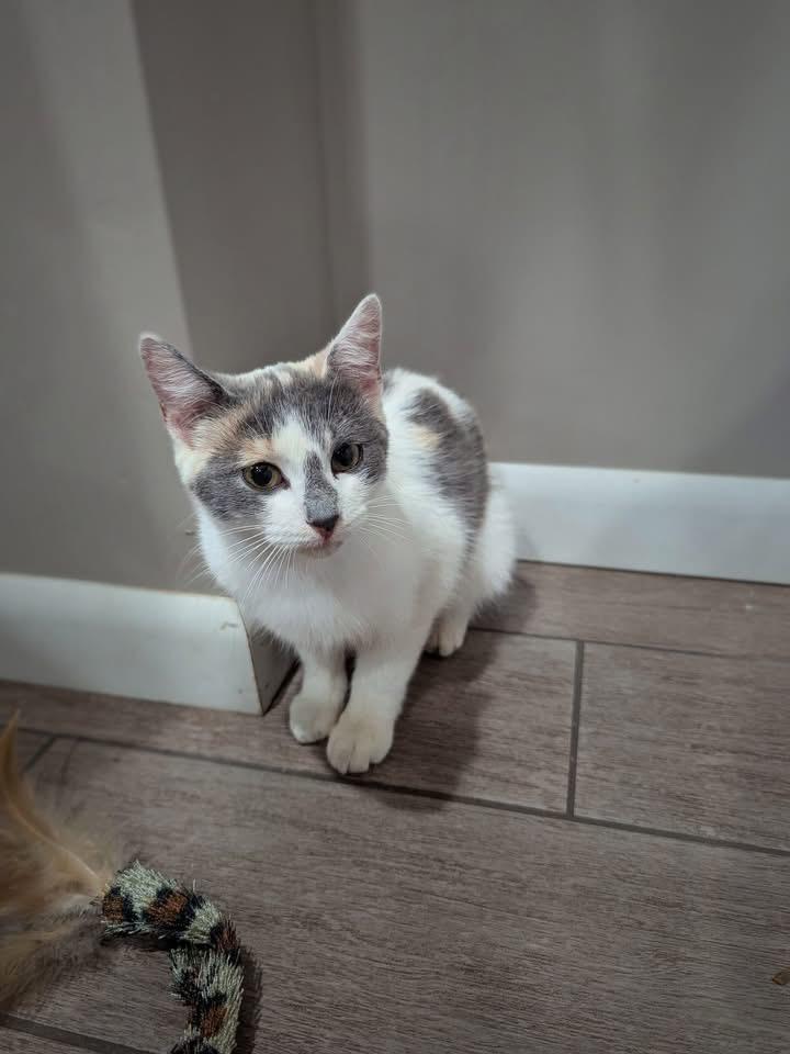 Juniper Pizza, Baby Female Domestic Short Hair