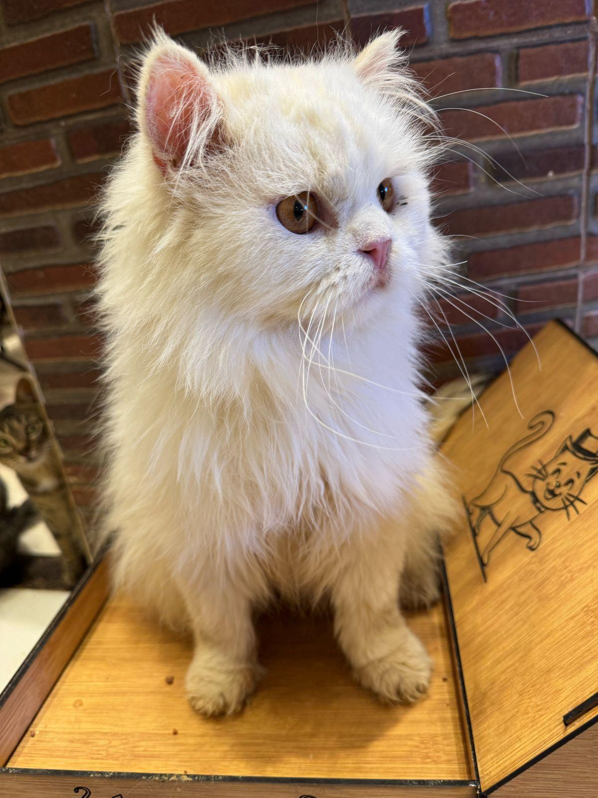 Casanova