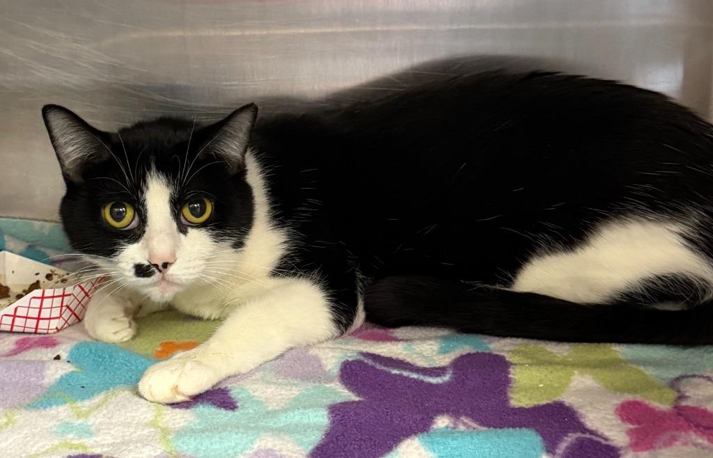 Rebecca, Adoptable, Young Female Domestic Short Hair.