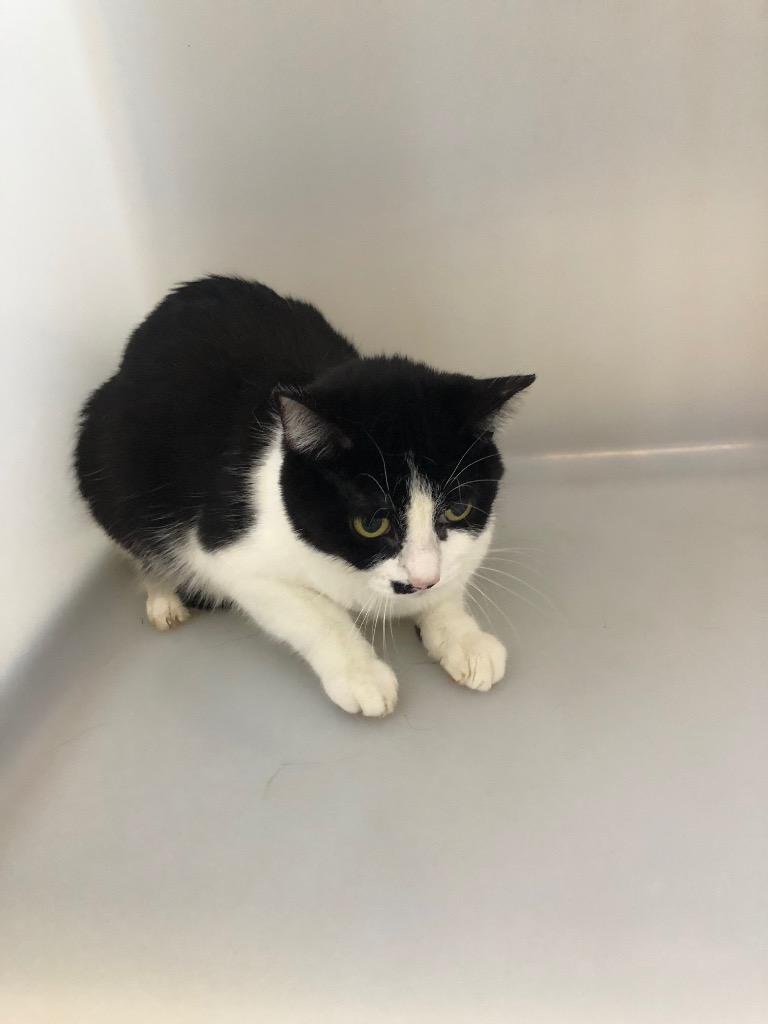 Enlarge Rebecca, a Adoptable mixed breed in Columbia, TN image 3/3