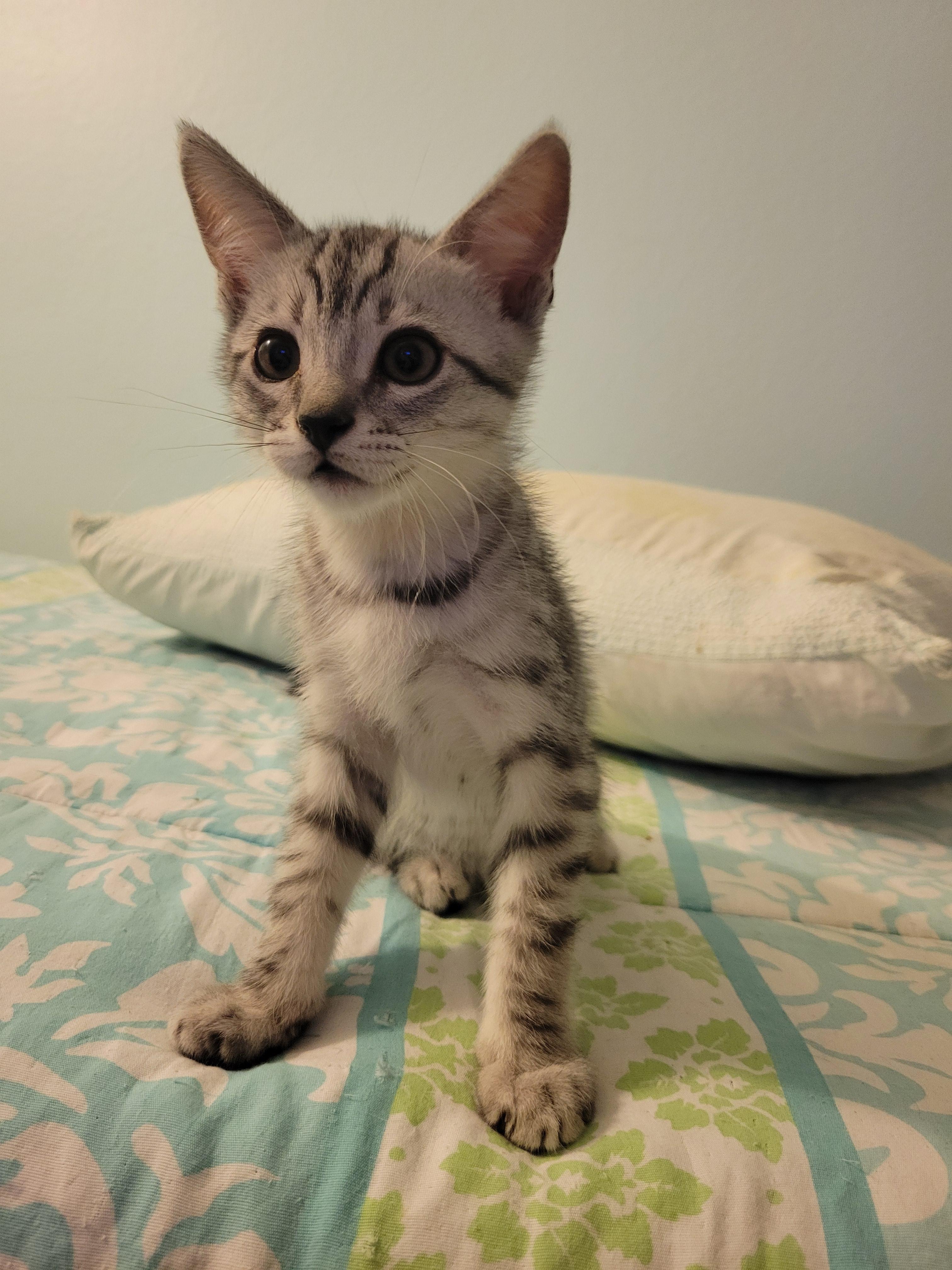 Enlarge Pancake, an adopted Domestic Short Hair in Irvine, CA image 4/5