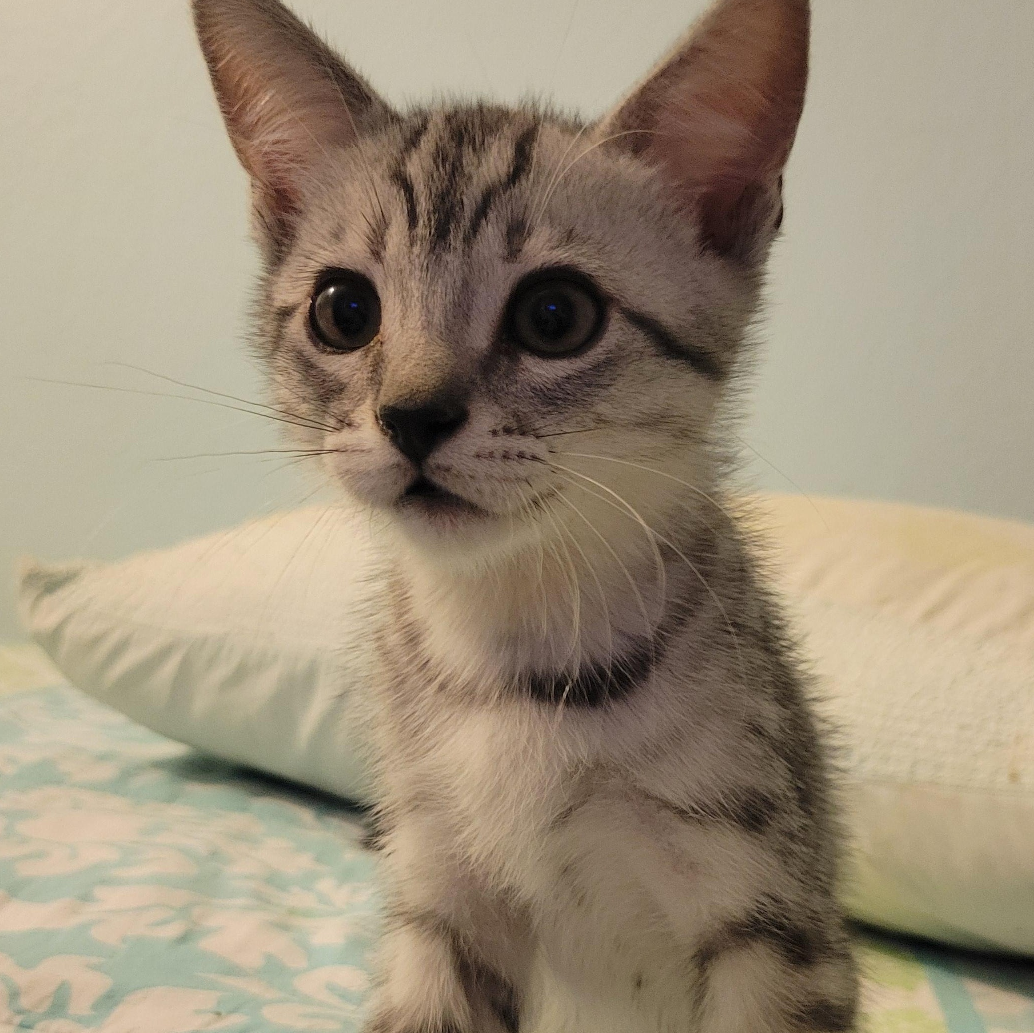 Enlarge Pancake, an adopted Domestic Short Hair in Irvine, CA image 1/5