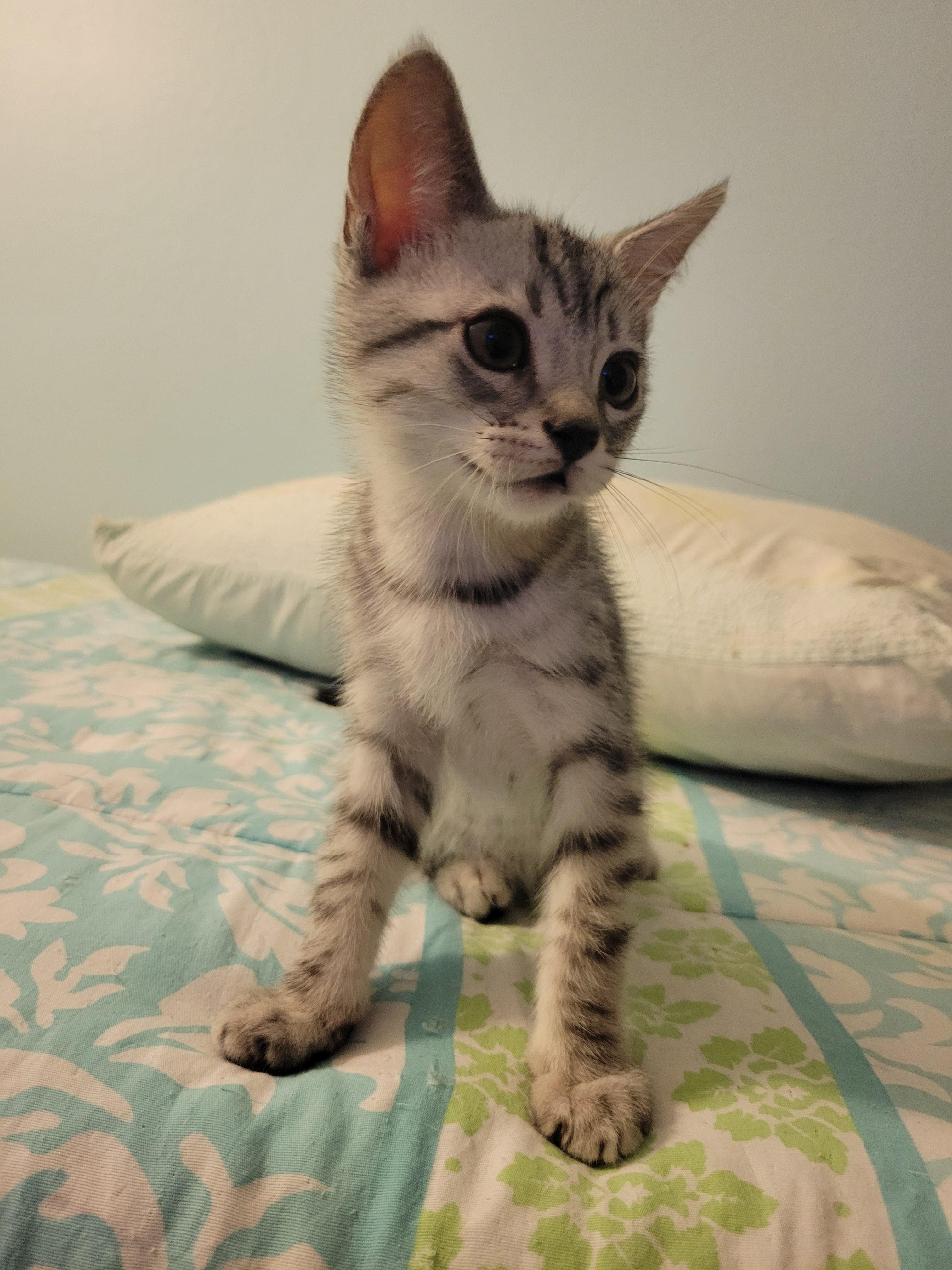 Enlarge Pancake, an adopted Domestic Short Hair in Irvine, CA image 5/5