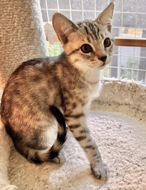 Enlarge Pancake, an adopted Domestic Short Hair in Irvine, CA image 3/5