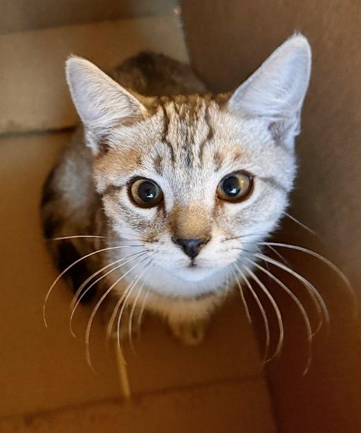 Enlarge Pancake, an adopted Domestic Short Hair in Irvine, CA image 2/5