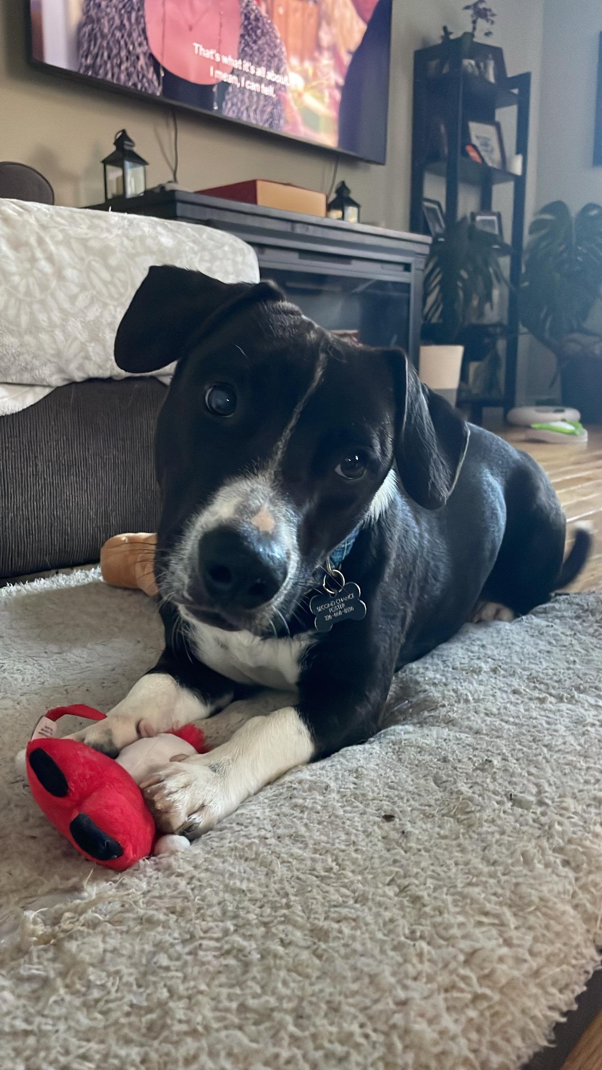 Charlie, a Adoptable mixed breed in Owen Sound, ON image 1/4