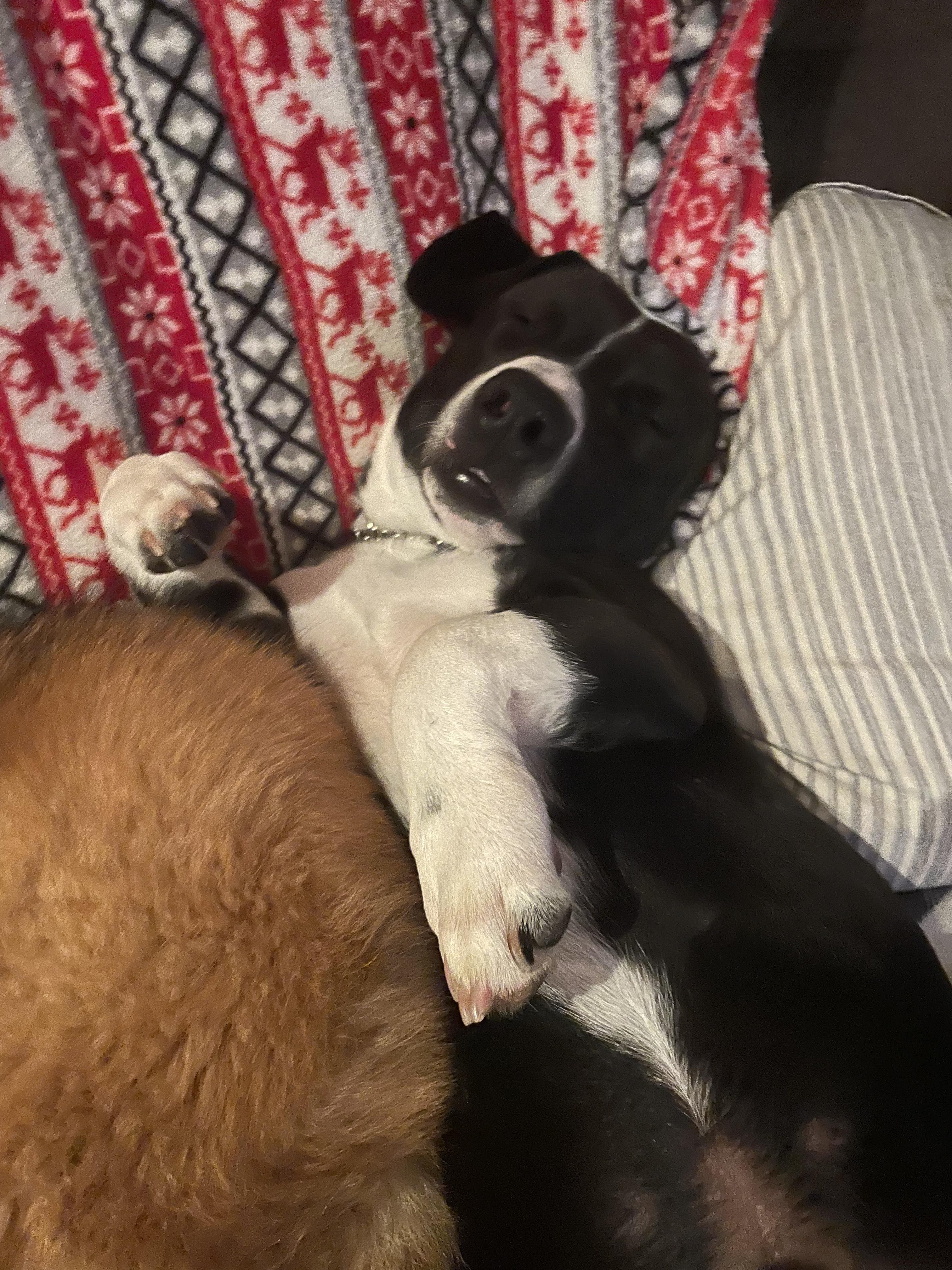 Charlie, a Adoptable mixed breed in Owen Sound, ON image 3/4