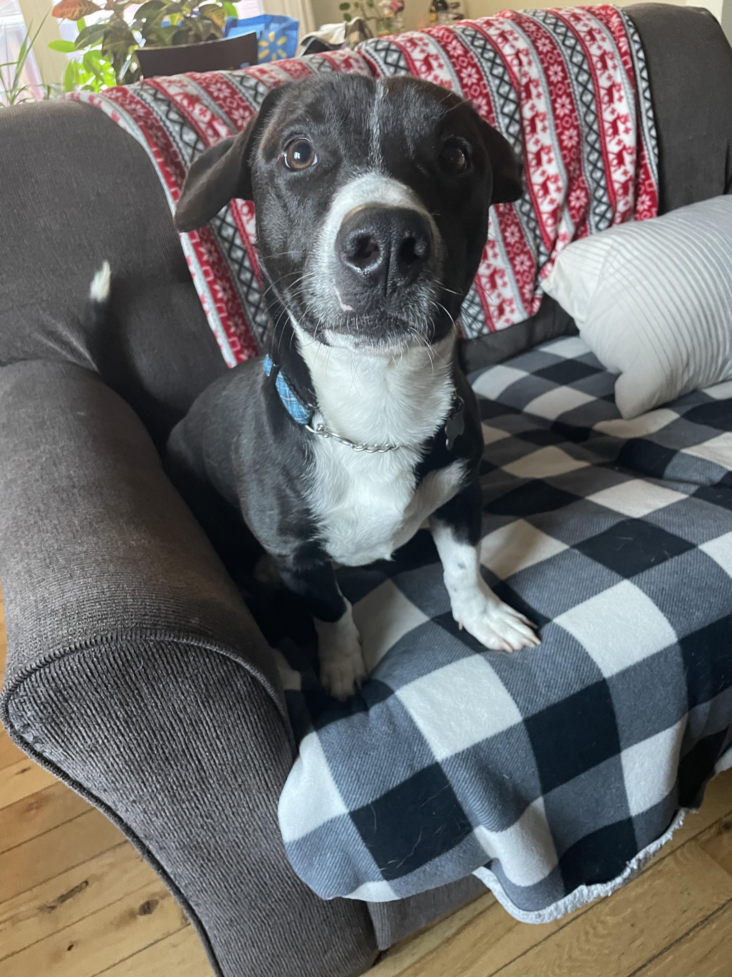 Charlie, a Adoptable mixed breed in Owen Sound, ON image 2/4