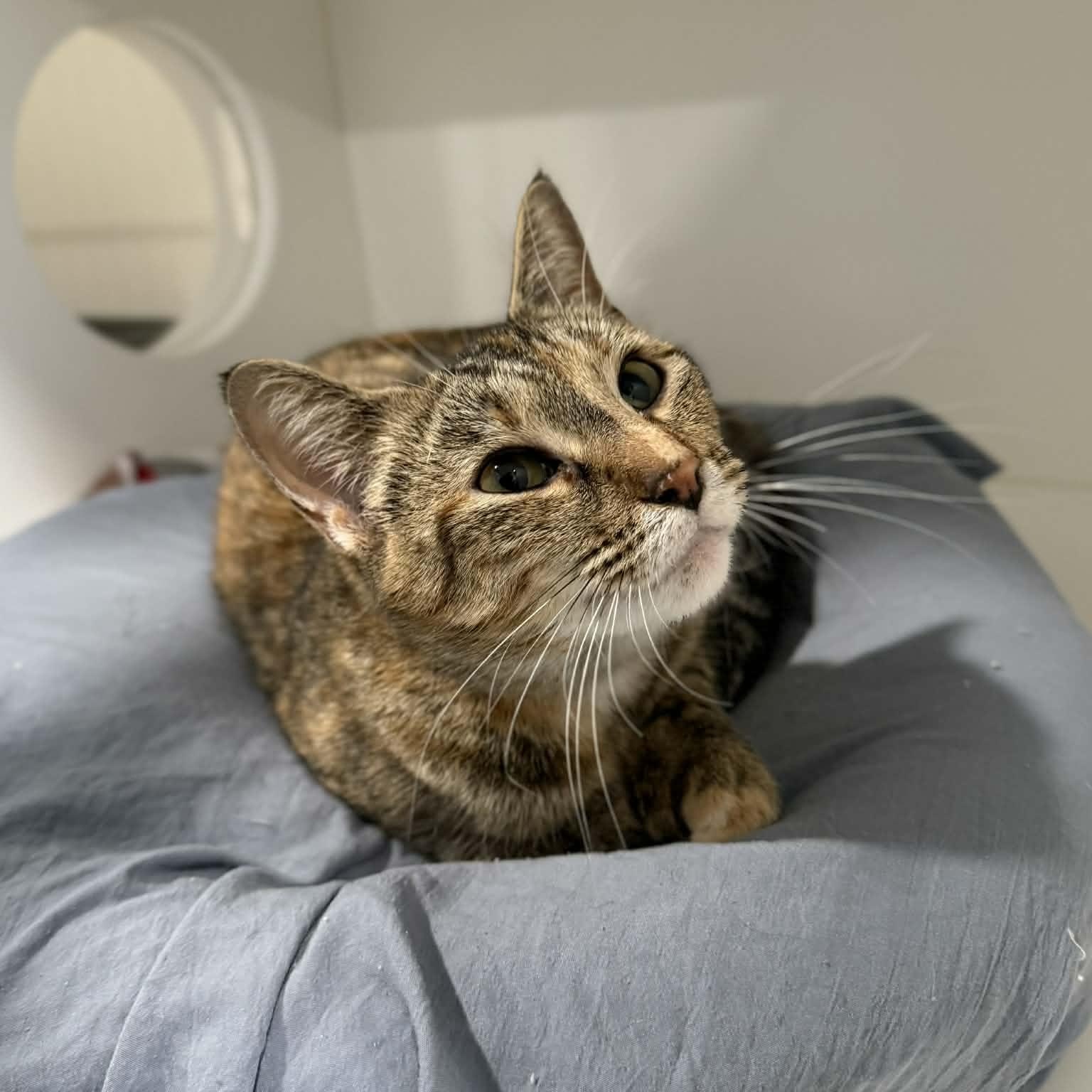 Vivianne thumbnail 2