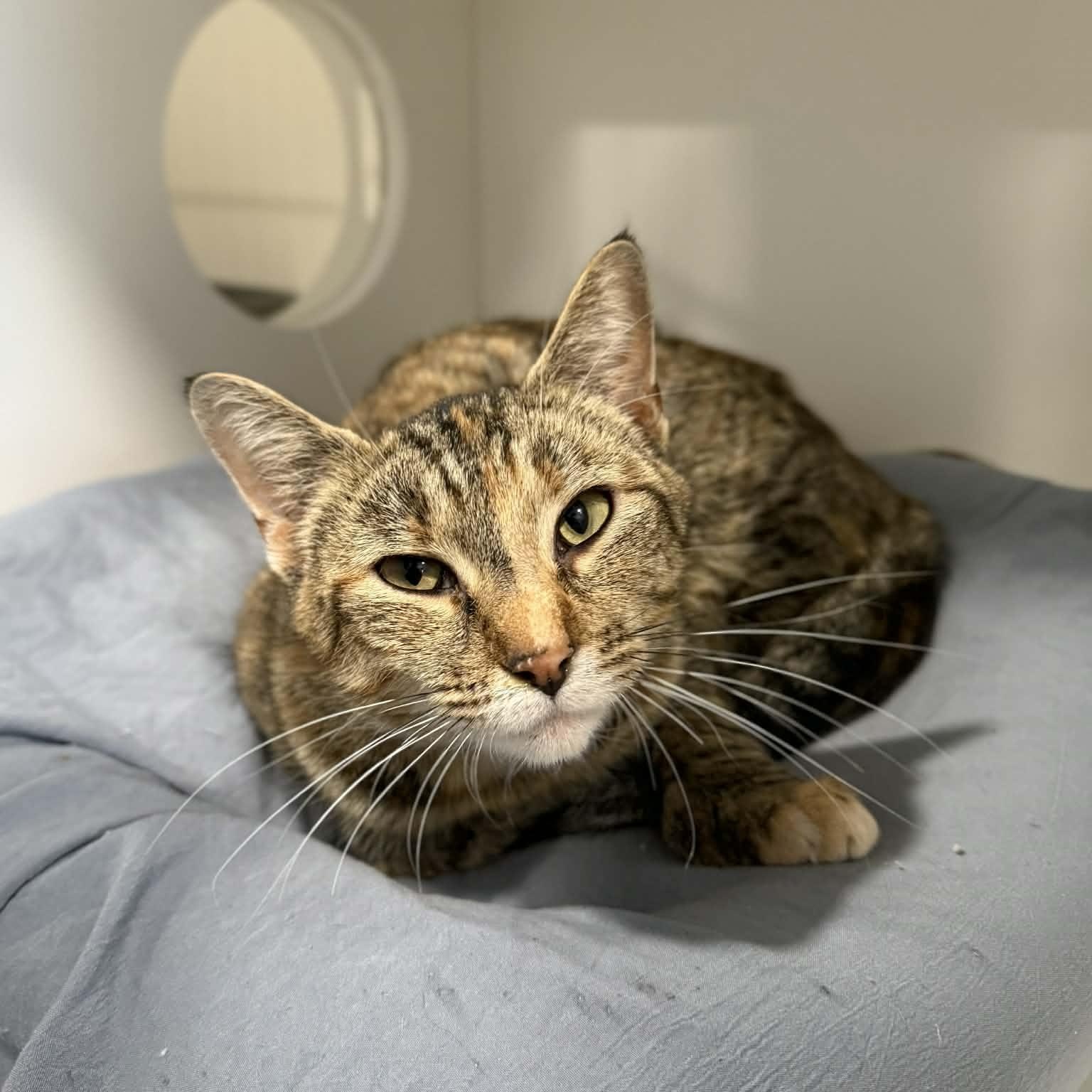 Enlarge Vivianne, a ADOPTABLE mixed breed in Penn Yan, NY image 1/4