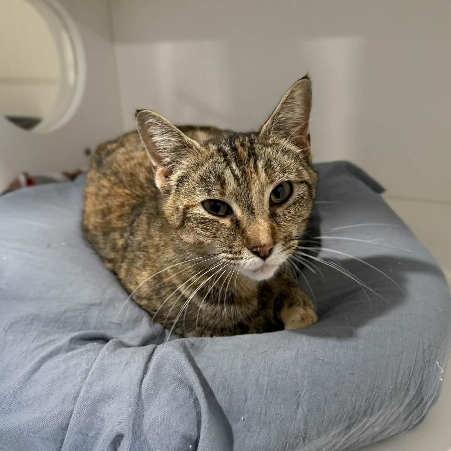 Vivianne thumbnail 3