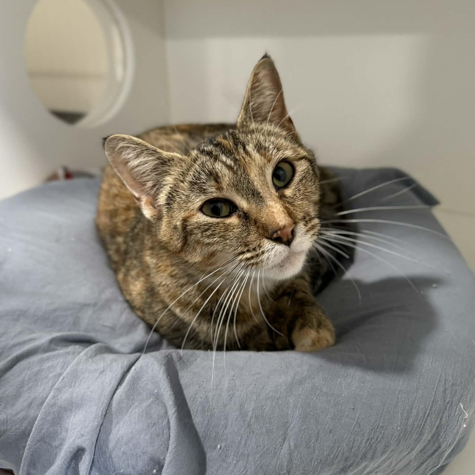 Vivianne thumbnail 4