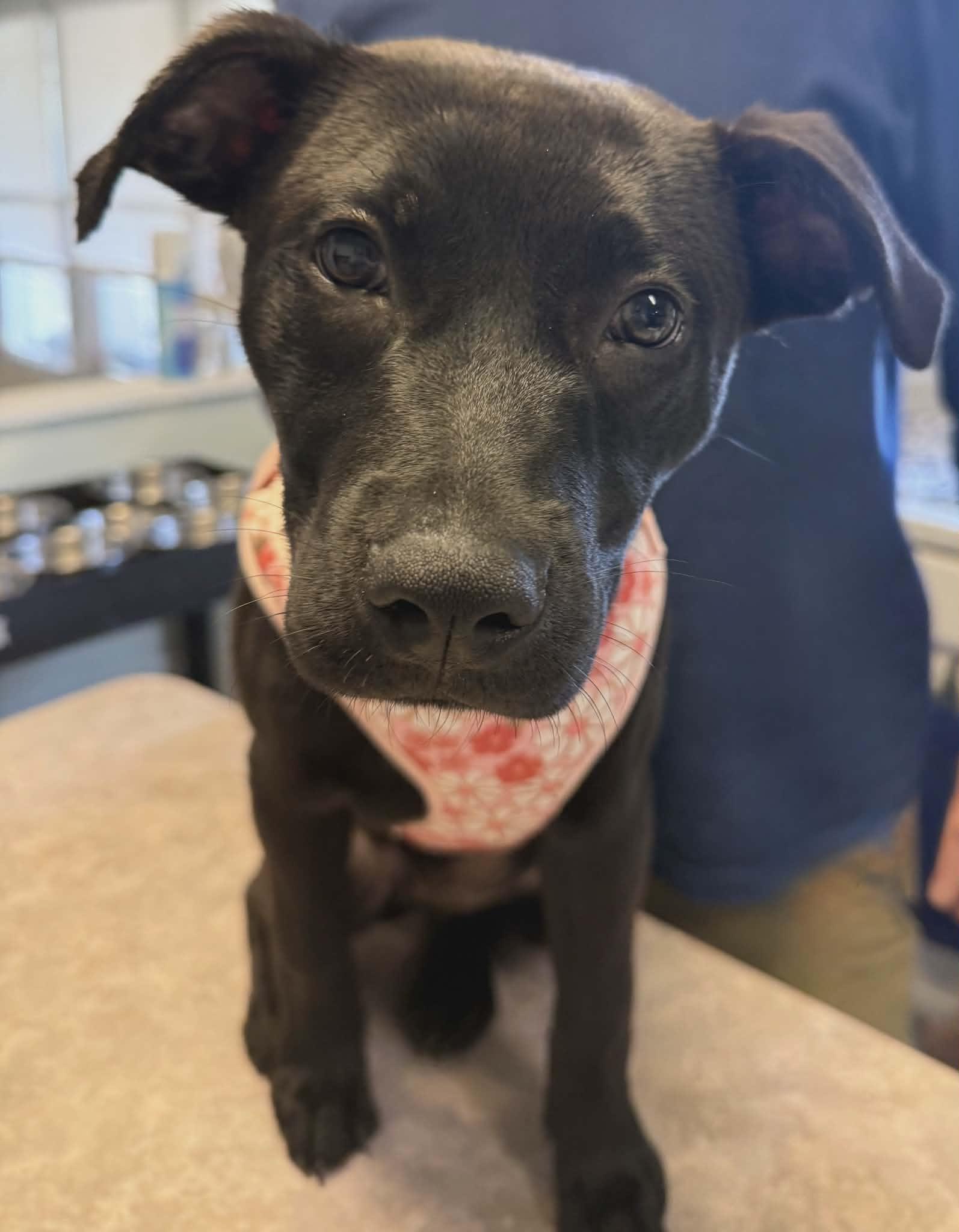 Wednesday Addams, Adoptable, Puppy Female Labrador Retriever.
